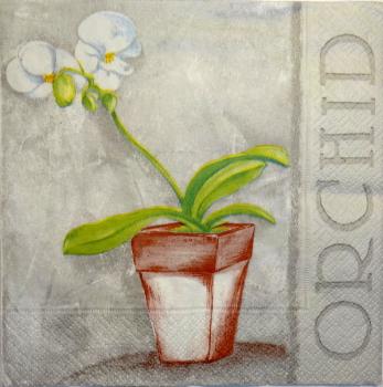 043 Orchids - 3 ply
